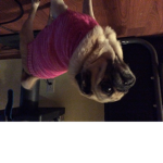 Princess the Pug Group