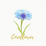•Cornflower•