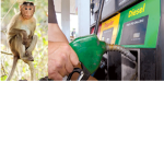 Diesel Monkey