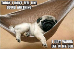 Lazy Dogz