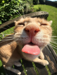 Cat cute cat club