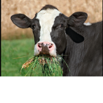 Miekos cow cult