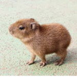 The_Capybaras_
