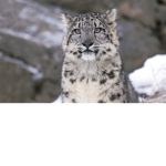 SnowLeopards