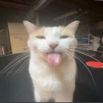 silly cat Roblox decal preview