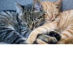 pets are tha best