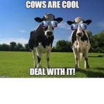 LE COW SQUAD