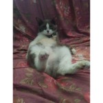 Sturdycatplayz Fan group