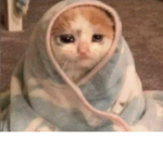 The Meme cat squad!