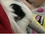 clementineee