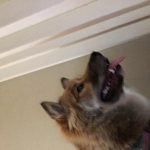 Cute Nina puppy