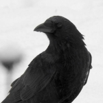 Crow's UGC Group Thumbnail