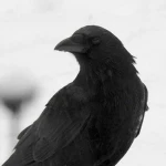 Crow's UGC Group Thumbnail