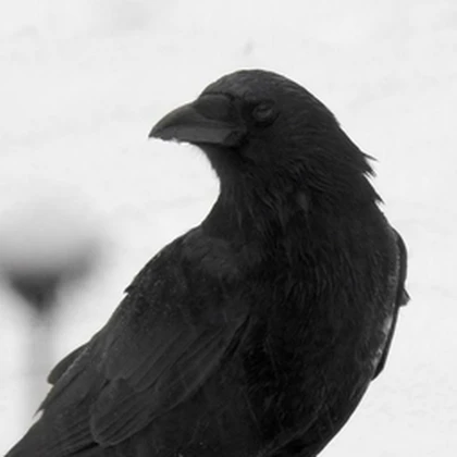 Crow's UGC Roblox group icon
