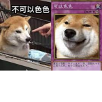柴犬群組
