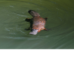 Platypus Gang
