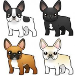 The Kawaii French Bulldogs