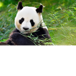 ROBOPANDAS