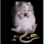 Rats remaining