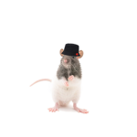 Bucket hat rats