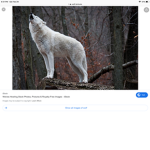 girl wolf nation