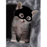 CatCommunity