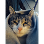 STUDIO KITTY CUTE