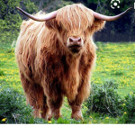 Fluffy cows tehe:)