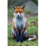 welcome to fox squad love foxes!