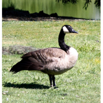 Geese rule