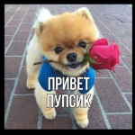 ТУТ ТОЛЬКО ПУПСИКИ
