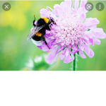 Buzzy hive