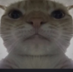 LemonFoxTribe