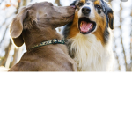 Doggy Team!!!!!