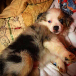 Love Puppies Group!