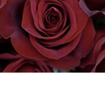 Redest_rose