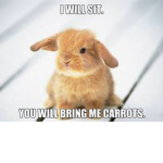 Bunny Pre-School