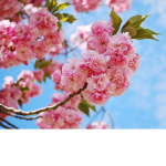 Blossom's Outlet