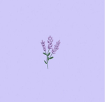Shades of lavender