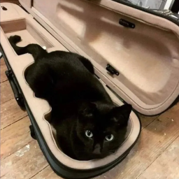 ⋆.˚ ☾ .⭒˚