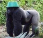 Gorilla Enthusiasts