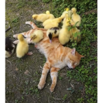 GalacticKittens