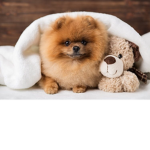 Puppies rule!!!!. •~•