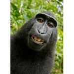 Da Monkeys Cage