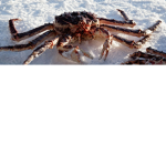 CRAB MOB