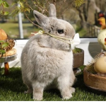 Bunny's people