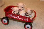 i love dog's