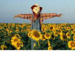 Team Scarecrow