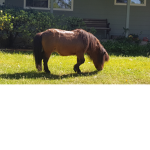 Horse riding.