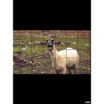 Doge roast gang
